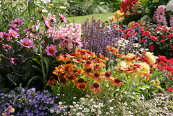 Massif ete Mioulane NewsJardinTV Jardimiou NPM 850407048