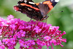 Papillon Vulcain Mioulane NewsJardinTV Jardimiou NPM 850277293