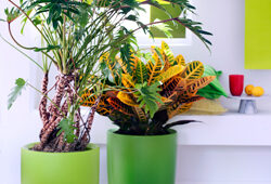 Philodendron Croton Elho