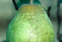 Poire Beurre Hardy Mioulane NewsJardinTV Jardimiou NPM GIP0083703