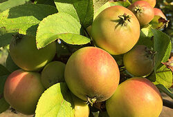 Pommier Mioulane NewsJardinTV Jardimiou IMG 5811