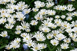 Anemone blanda Mioulane NewsJardinTV Jardimiou NPM 850383764