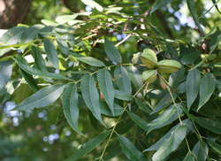 Carya illinoinensis pacanier Flora