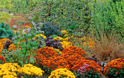 Chrysantheme Massif Mioulane NewsJardinTV Jardimiou NPM GIP0078949