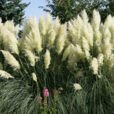 Cortaderia selloana Mioulane Jardimiou NewsJardinTV XY7S2249