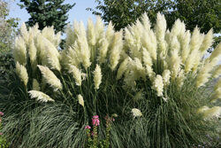 Cortaderia selloana Mioulane Jardimiou NewsJardinTV XY7S2249