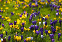Crocus Pelouse Flora