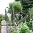 Echium pininana Vauville Mioulane NewsJardinTV Jardimiou NPM 850280027
