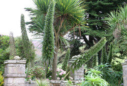 Echium pininana Vauville Mioulane NewsJardinTV Jardimiou NPM 850280027