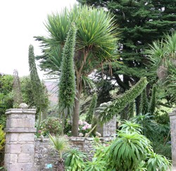Echium pininana Vauville Mioulane NewsJardinTV Jardimiou NPM 850280027