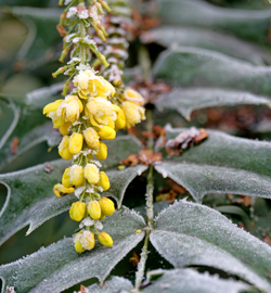 Givre Mahonia Mioulane Jardimiou NewsJardinTV NPM 2607525737