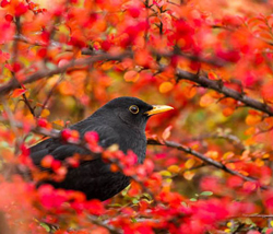 Merle Berberis Fauna