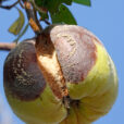 Moniliose Coing Mioulane NewsJardinTV NPM 2607522127