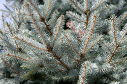 Picea pungens Mioulane NewsJardinTV Jardimiou NPM 850277291