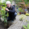 Plantation Clematite Mioulane NewsJardinTV Jardimiou NPM 914372386