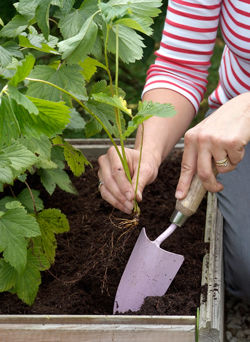 Plantation Fraisier Mioulane NewsJardinTV Jardimiou PAMI 1208070024