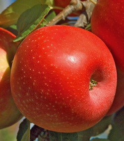 Pomme Ariane Flora