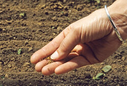 Semis Mioulane NewsJardinTV Jardimiou NPM GIP0019825