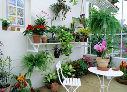 Veranda Plantes Mioulane NewsJardinTV Jardimiou NPM GIP0075205