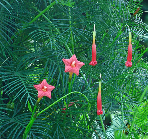 Quamoclit Plante Feuillage Fleur