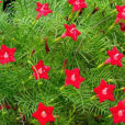 Quamoclit rouge Flora