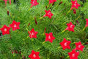 Quamoclit rouge Flora