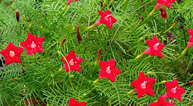 Quamoclit rouge Flora