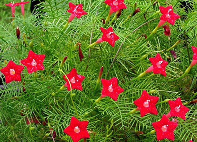 Quamoclit rouge Flora