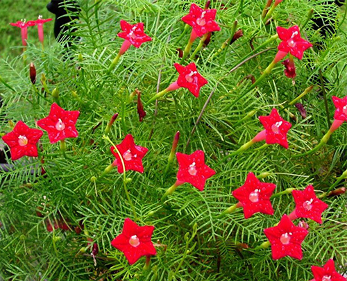 Quamoclit rouge Flora