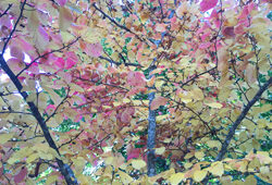 Automne Feuillage Mioulane NewsJardinTV Jardimiou IMG 6279