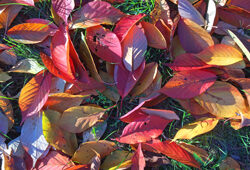 Automne Feuilles Mortes Prunus Mioulane NewsJardinTV Jardimiou IMG 176691