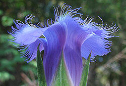 Gentianopsis Flora
