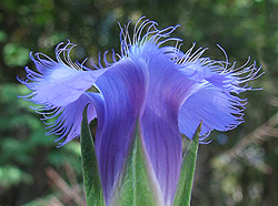 Gentianopsis Flora