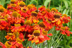 Helenium Mioulane NewsJardinTV Jardimiou NPM 914378145