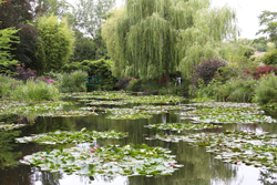 Jardin Monet Giverny Mioulane NewsJardinTV Jardimiou 9N7B2594