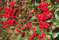 Pyracantha Fructification Mioulane NewsJardinTV Jardimiou IMG 6686