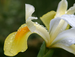 Rosee Iris Hollande Mioulane NewsJardinTV Jardimiou 996536325