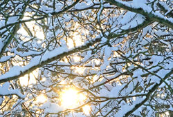 Soleil Neige Hiver Mioulane NewsJardinTV NPM 2607528486