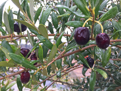 Olea europaea Olive noire Mioulane NewsJardinTV Jardimiou IMG 6716