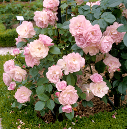 Rosier Declic Mioulane NewsJardinTV Jardimiou NPM GIP0099903