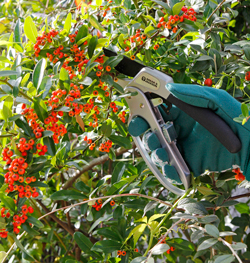 Taille Pyracantha Mioulane NewsJardinTV Jarfdimiou PAMI 850457100