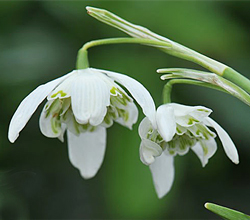 Galanthus Flore Pleno Flora