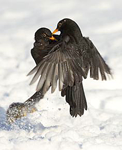 Merles Hiver Fauna
