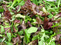 Mesclun Salade Flora