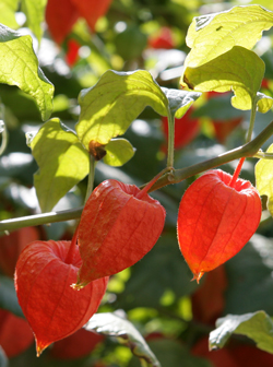 Physalis coqueret Mioulane NewsJardinTV Jardimiou XY7S3076