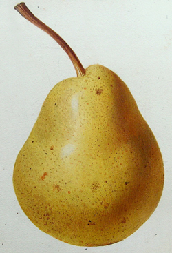 Poire Bon Chretiendhiver