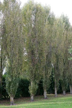 Populus nigra Mioulane NewsJardinTV Jardimiou NPM90001077
