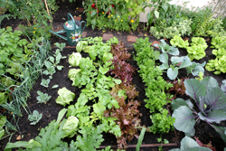 Potager Mioulane NewsJardinTV Jardimiou NPM 84969050