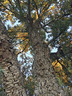 Quercus suber Mioulane NewsJardinTV Jardimiou IMG 6789