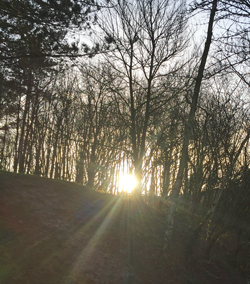 Soleil hiver Mioulane NewsJardinTV Jardimiou IMG 4344